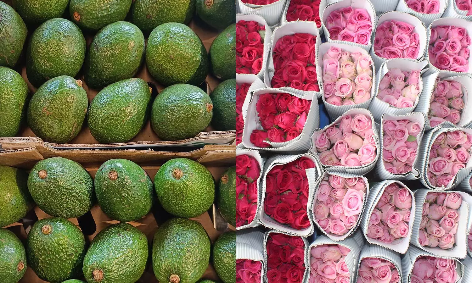 Kenya is a major exporter of avocados and roses. 